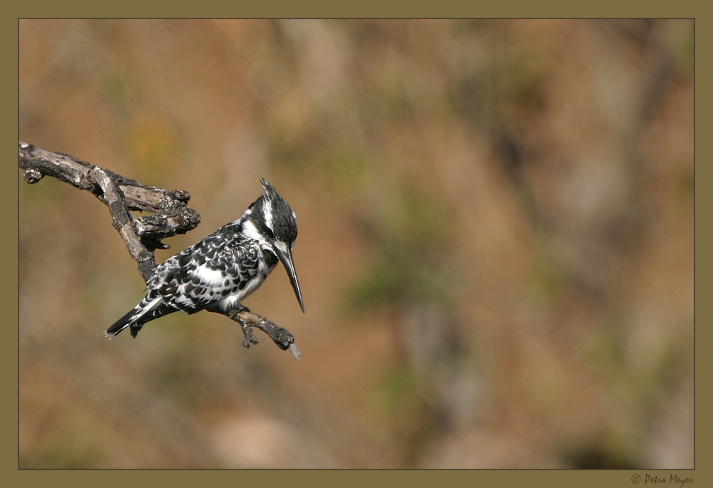 Pied Kingfisher .... für Lisa ;-D