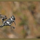 Pied Kingfisher .... für Lisa ;-D