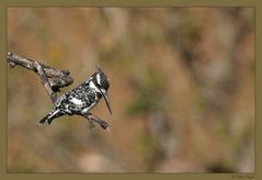 Pied Kingfisher .... für Lisa ;-D