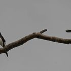 Pied Kingfisher (Gambia)