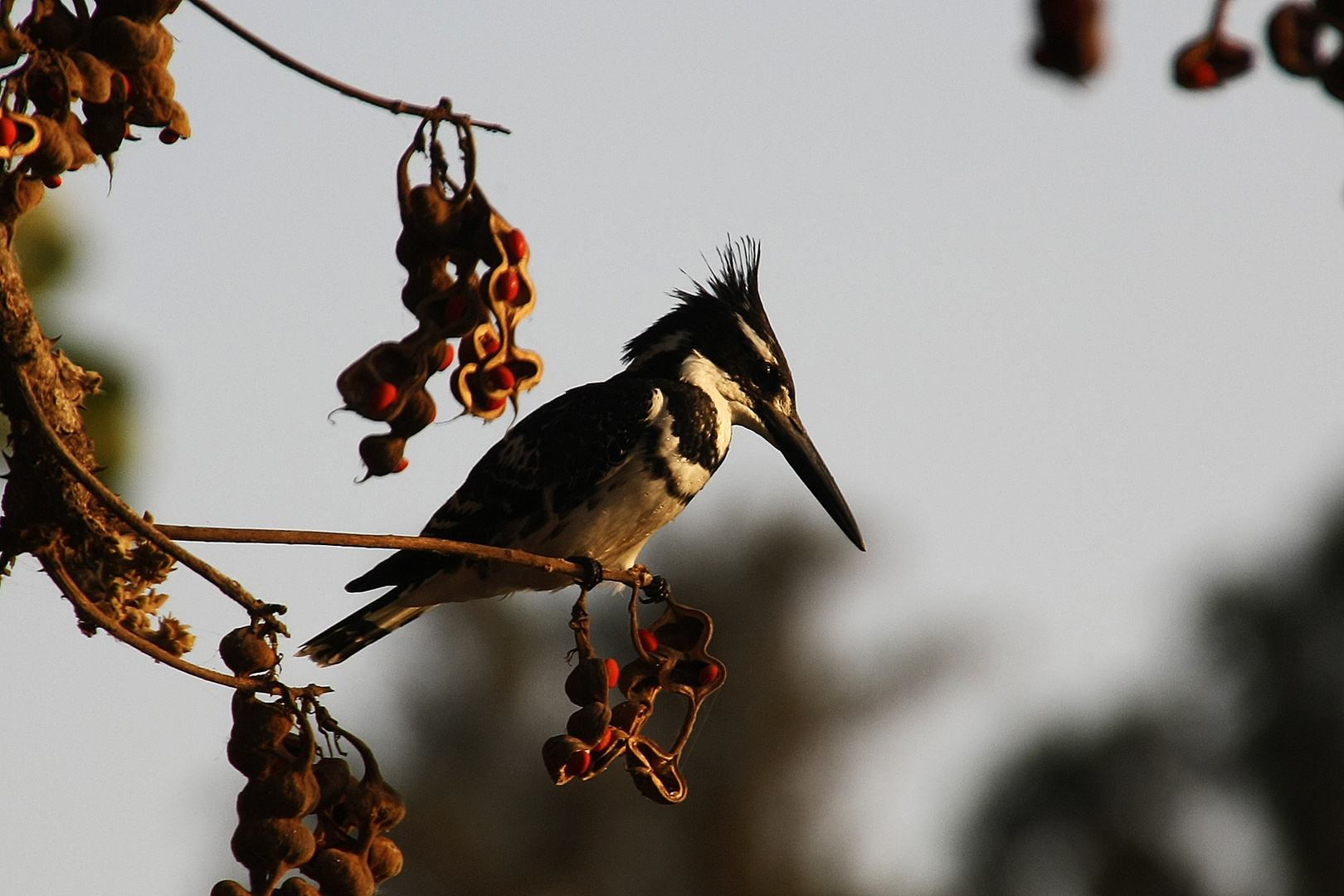 Pied Kingfisher - Graufischer (Ceryle rudis) - Lake Tana Ethiopia