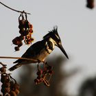 Pied Kingfisher - Graufischer (Ceryle rudis) - Lake Tana Ethiopia