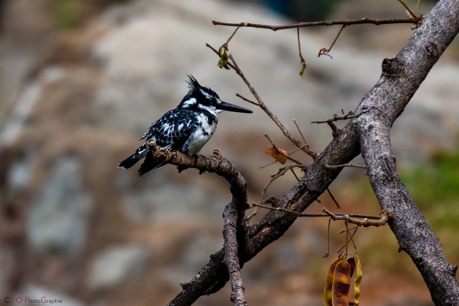 Pied Kingfisher, Graufischer