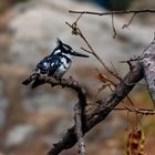 Pied Kingfisher, Graufischer