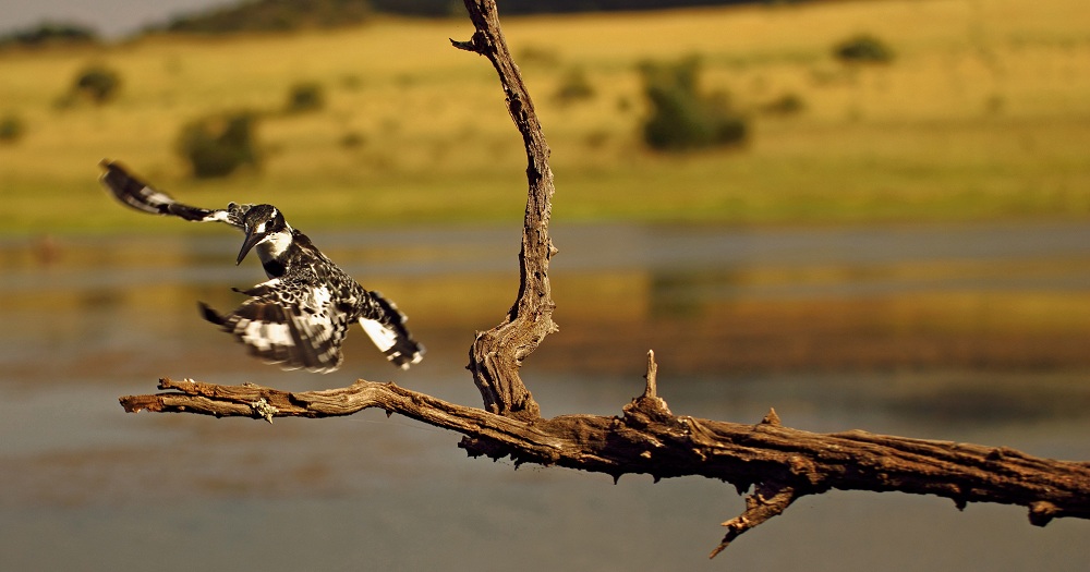 Pied Kingfisher im Landeanflug