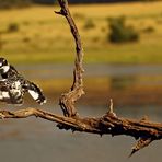 Pied Kingfisher im Landeanflug