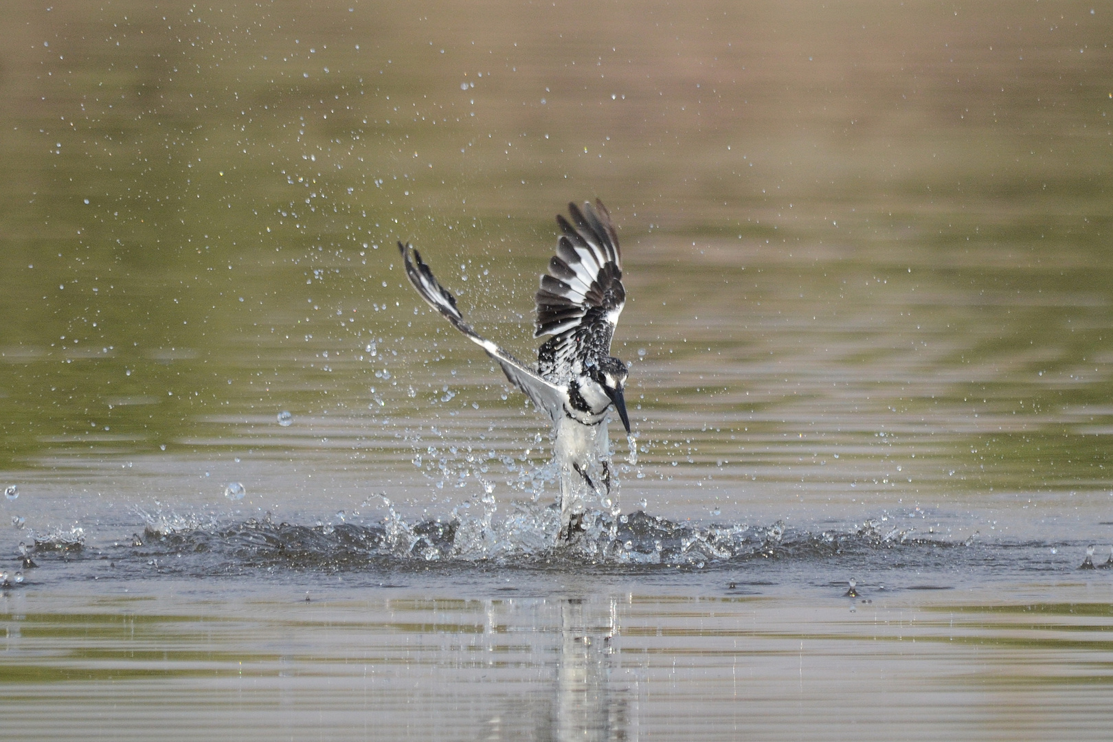 Pied Kingfisher in action