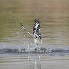 Pied Kingfisher in action