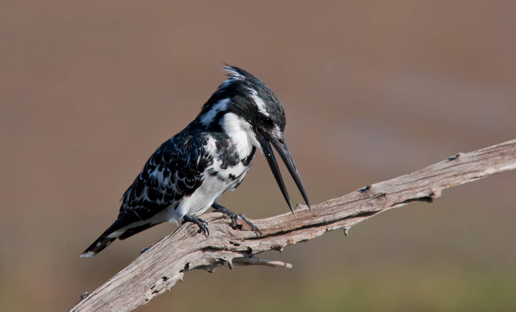 Pied Kingfisher mal wieder