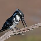 Pied Kingfisher mal wieder