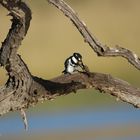 Pied Kingfisher mit Beute