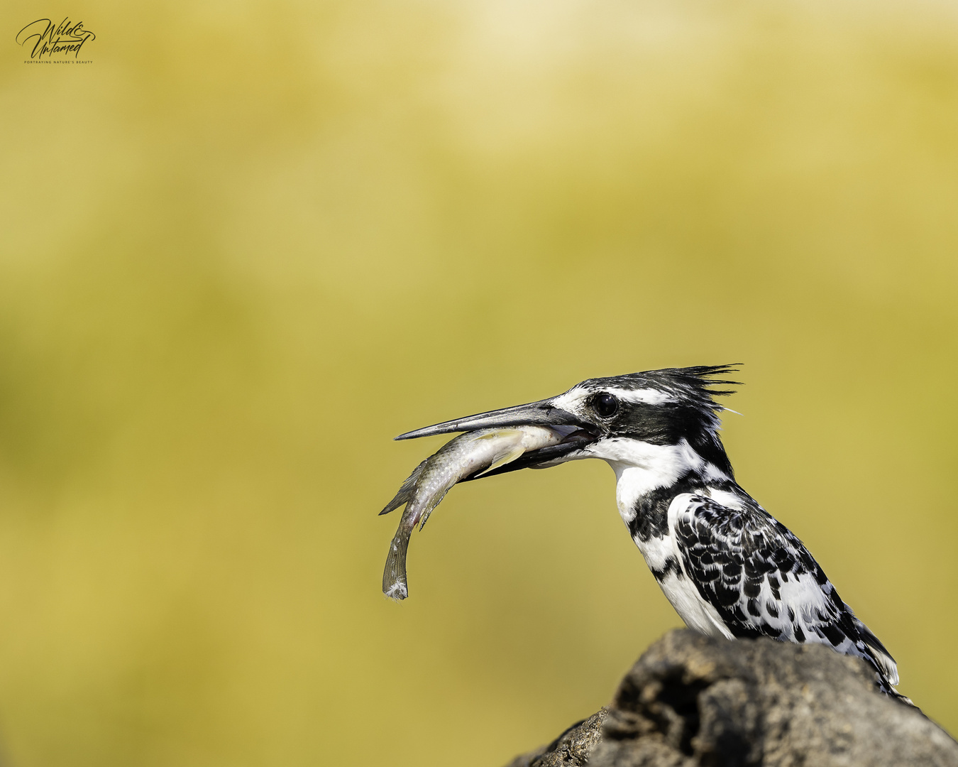 Pied-Kingfisher mit seinem frischem Fang