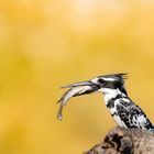 Pied-Kingfisher mit seinem frischem Fang