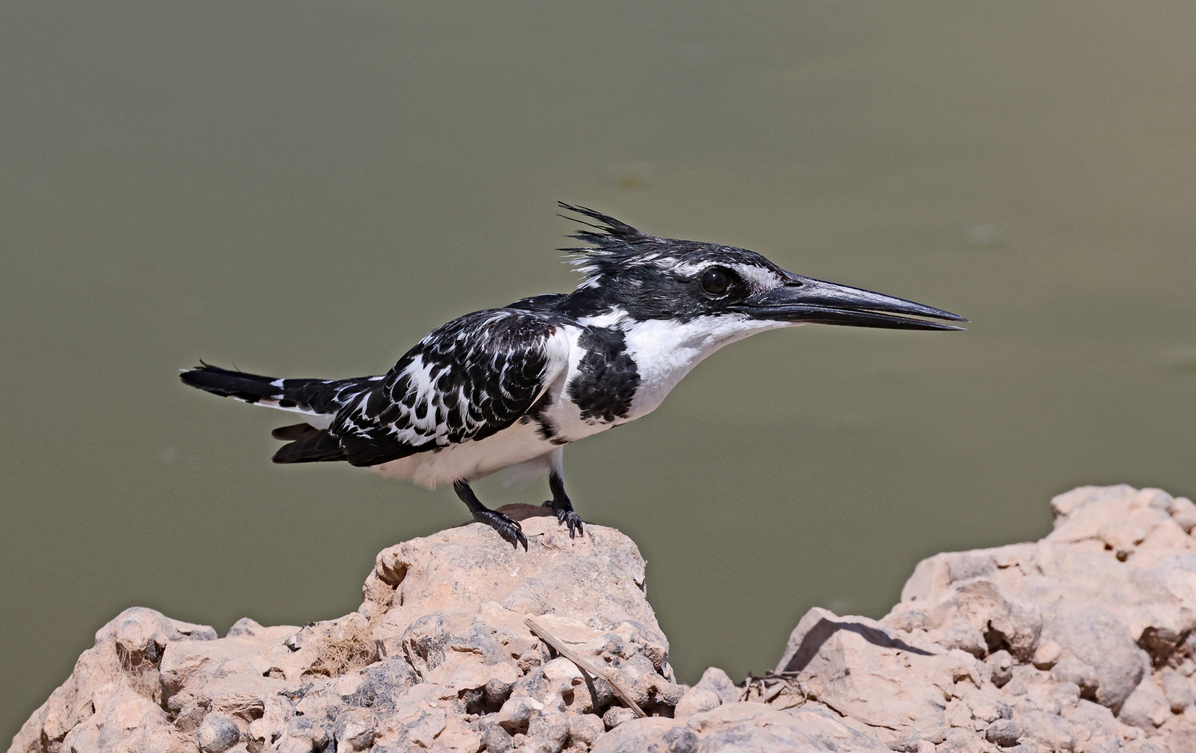 Pied Kingfisher spotted something