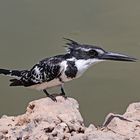 Pied Kingfisher spotted something