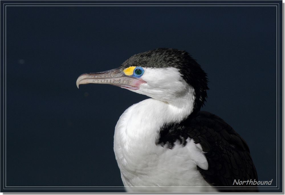 Pied Shag basking in the sun