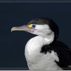 Pied Shag basking in the sun