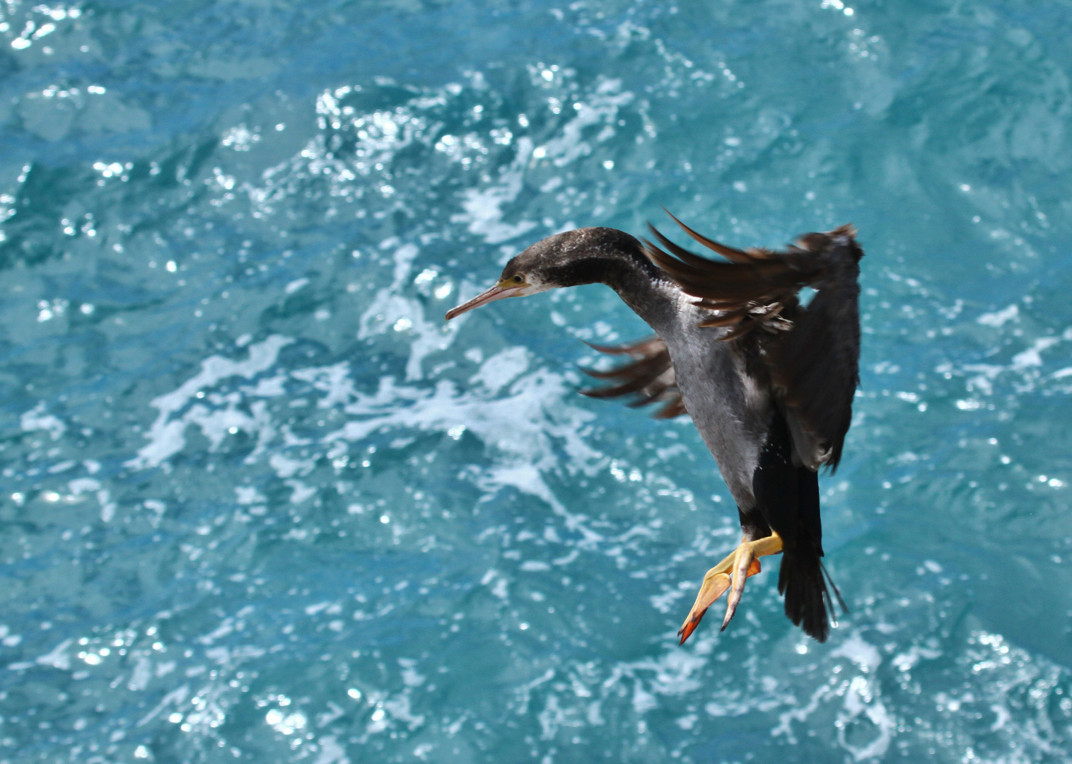 Pied Shag