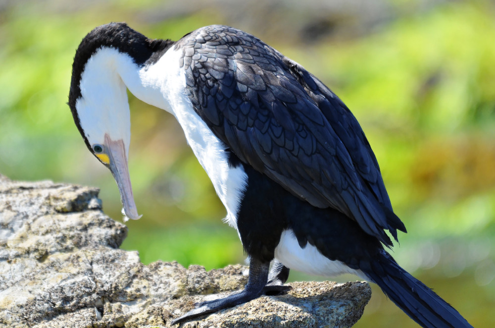 Pied Shag