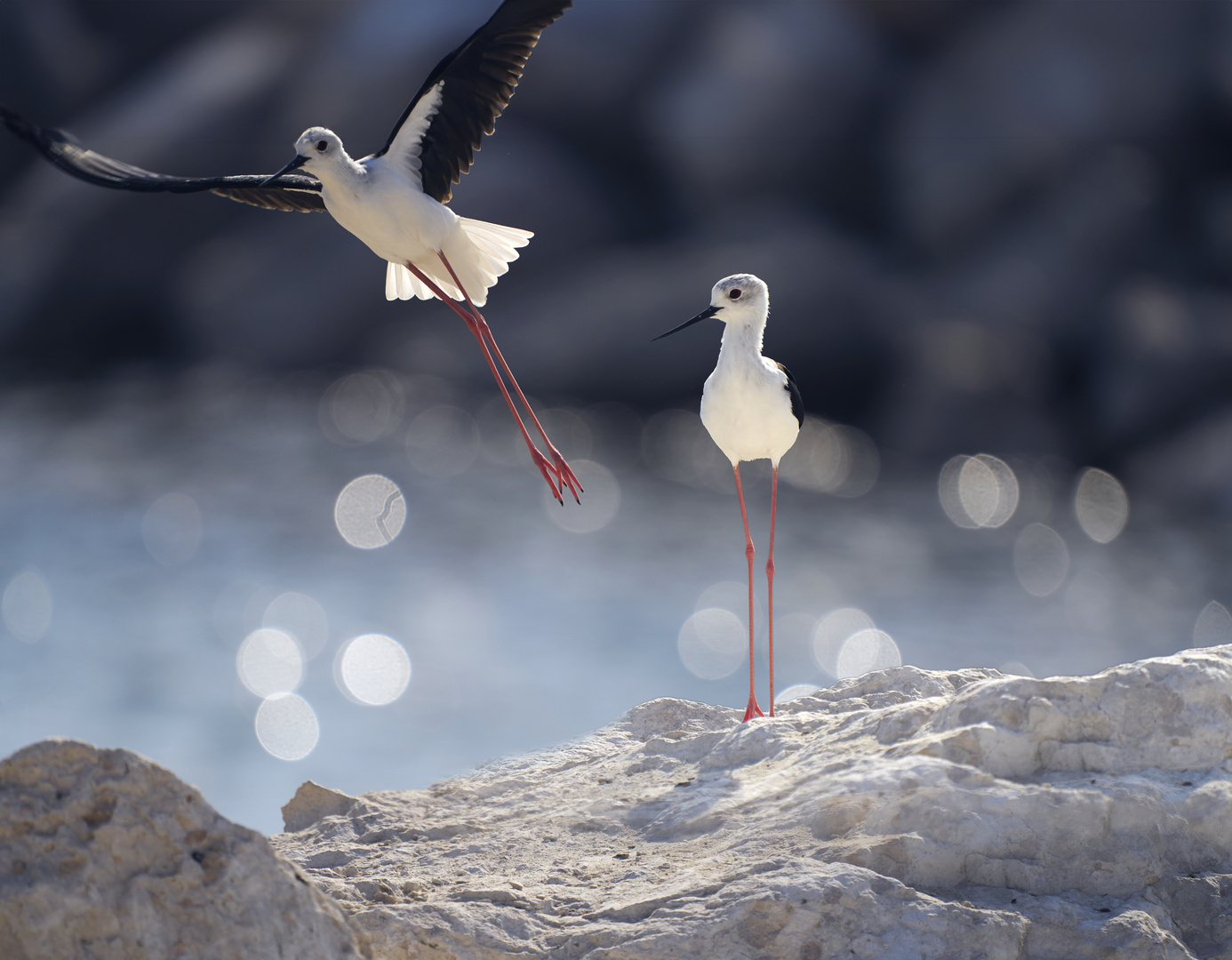 Pied stilt