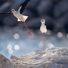 Pied stilt