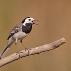 Pied Wagtail