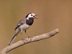 Pied Wagtail