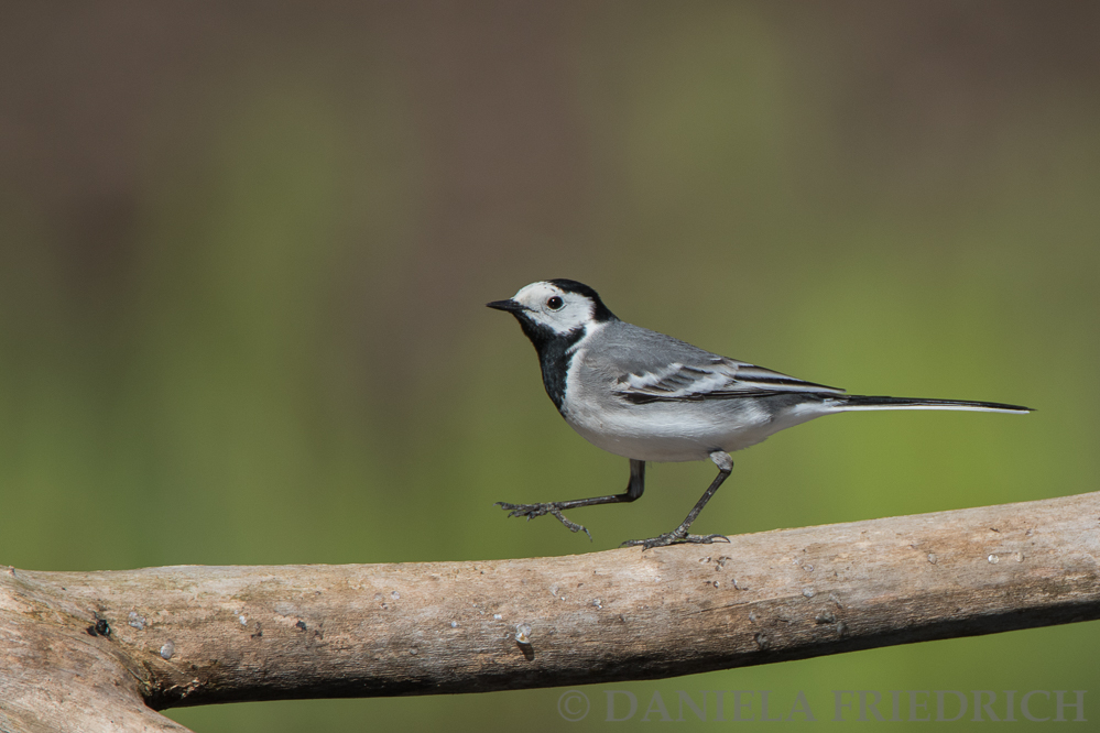 Pied Wagteil