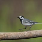 Pied Wagteil