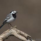 Pied Wagteil