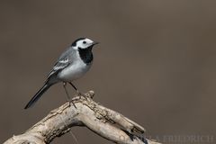 Pied Wagteil