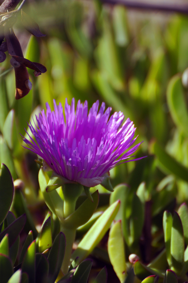 Piede di porco in fiore