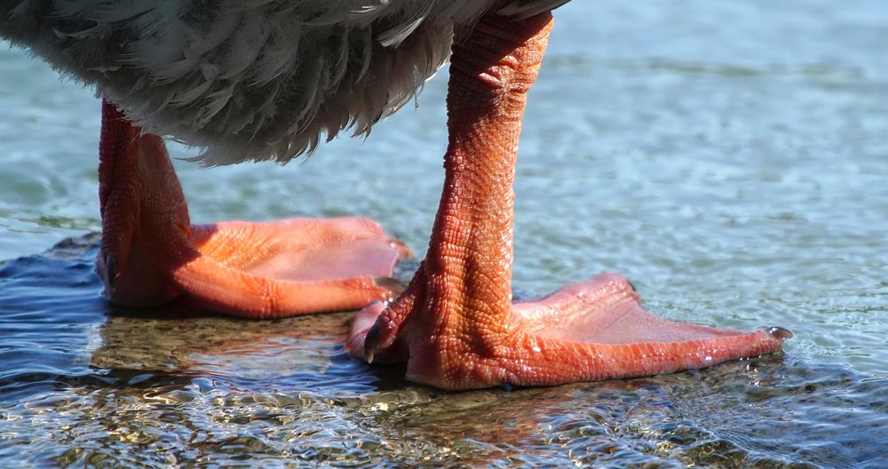 Piedipiatti Foto & Bild natura Bilder auf