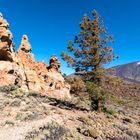 Piedras Amarilla y Teide - Tenerife