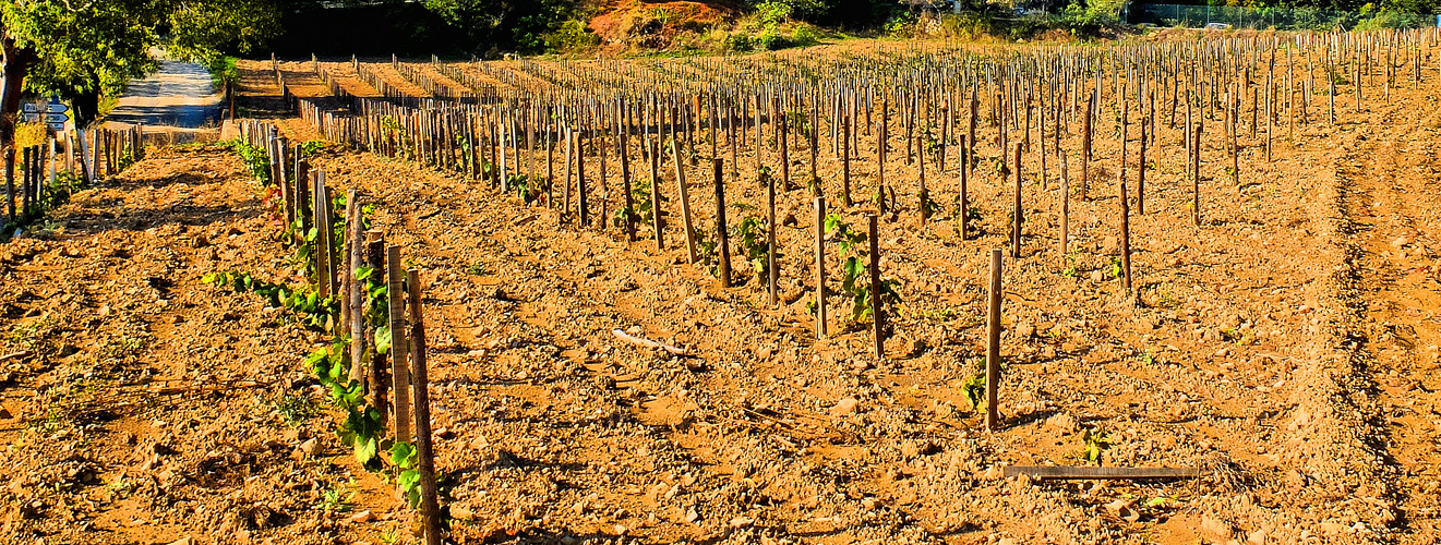 Pieds de vigne