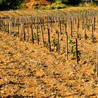 Pieds de vigne