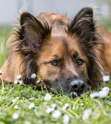 Piefke das Blumenkind