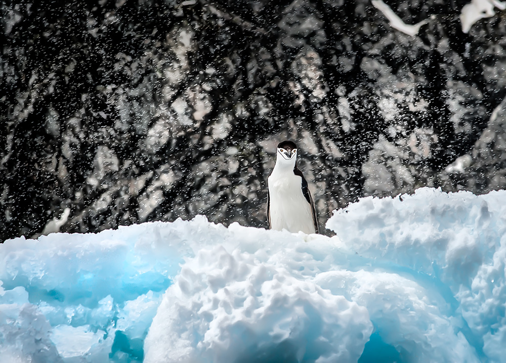 Piefke im Schneegestöber