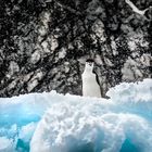 Piefke im Schneegestöber