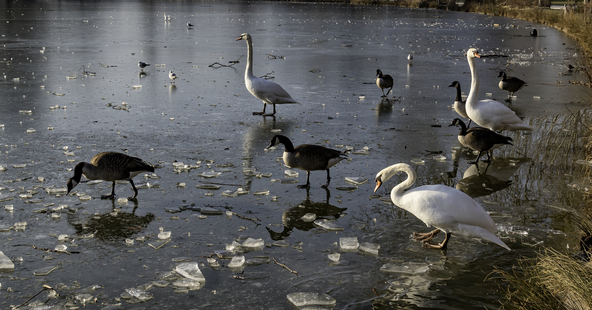 Piège de glace 