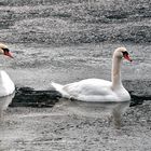 Piège de glace 