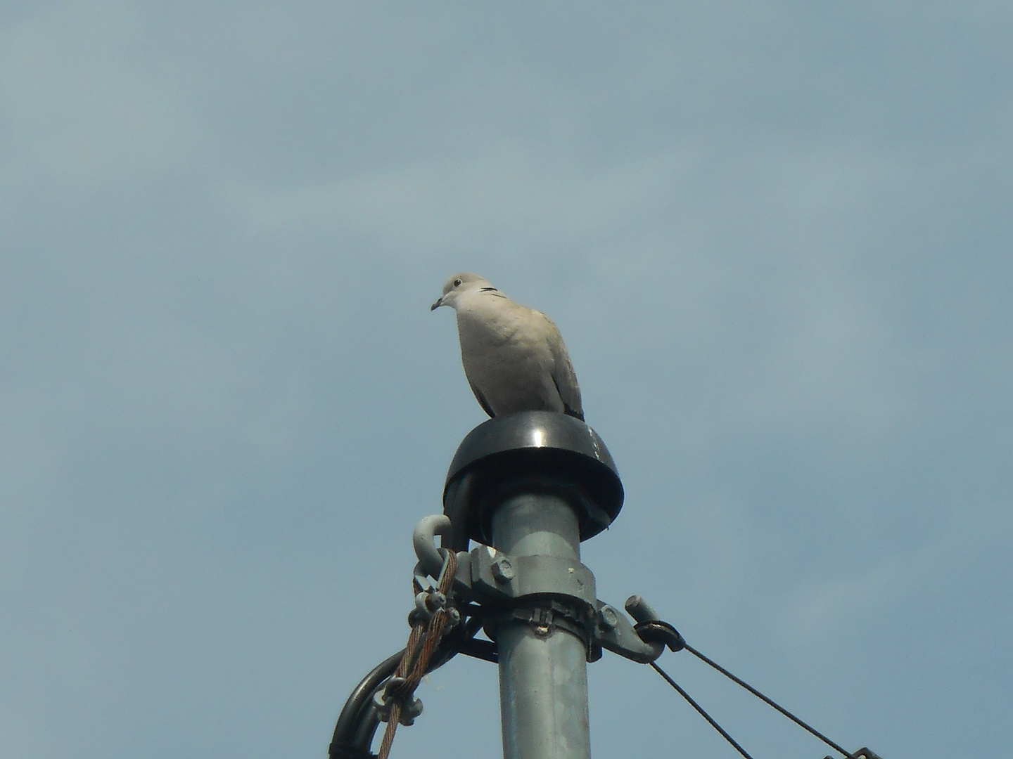 piegeon sur un cable