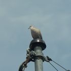 piegeon sur un cable