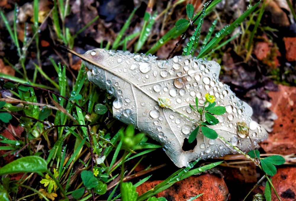 piel de lluvia