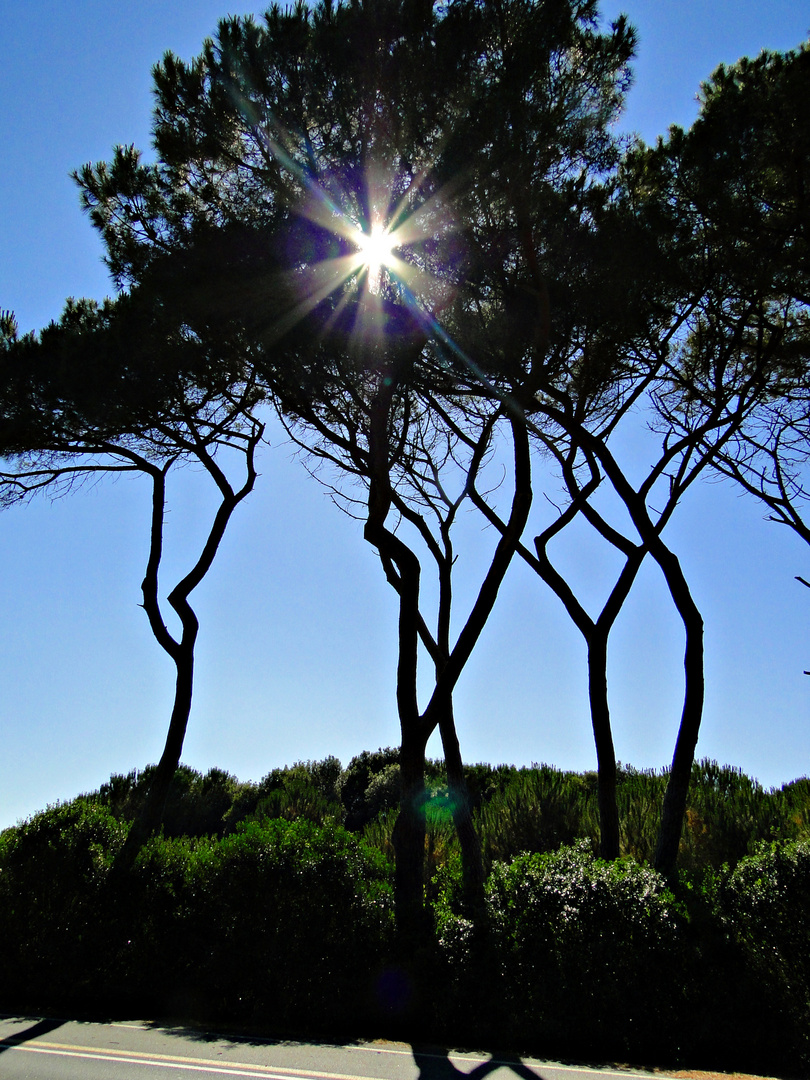 Pieneta vor San Vincenzo