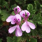 pienk blomme in bot tuin