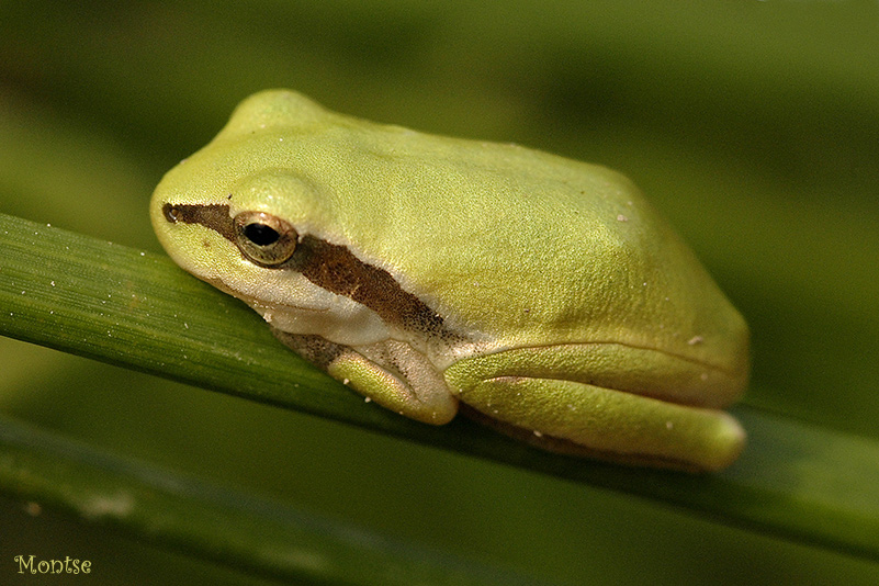 Piensa en verde