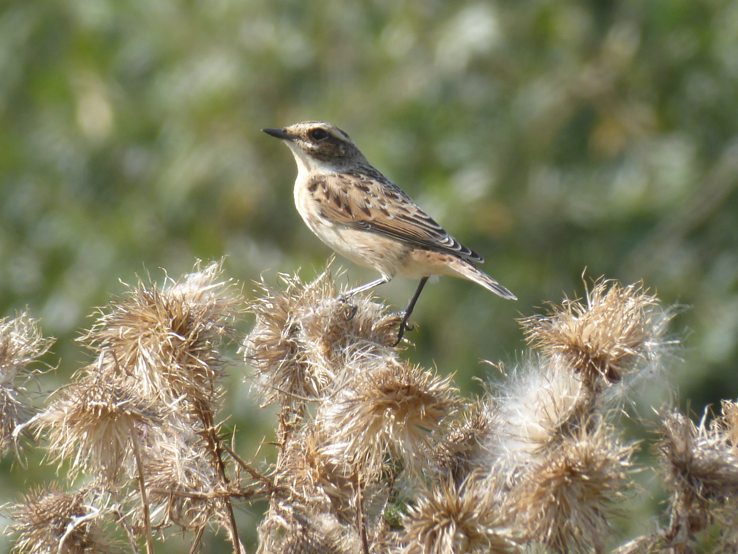 Piepmatz auf der Distel