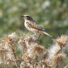 Piepmatz auf der Distel