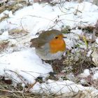 Piepmatz im Schnee